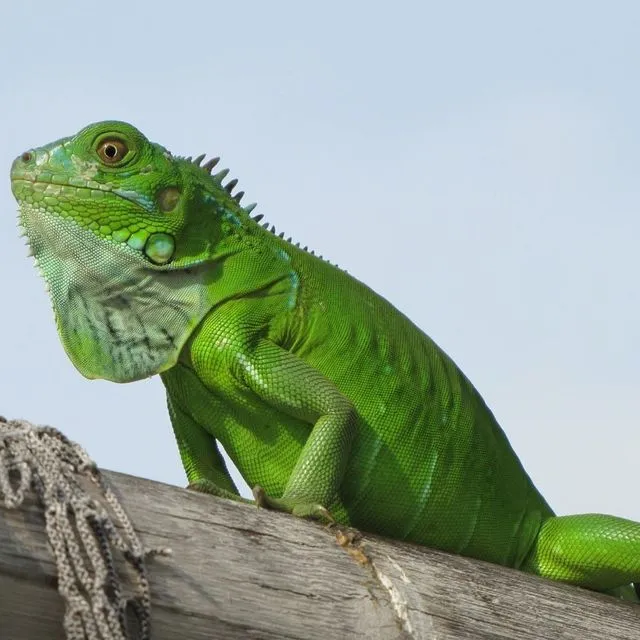 thumbnail for publication: Florida's Introduced Reptiles: Green Iguana (Iguana iguana)